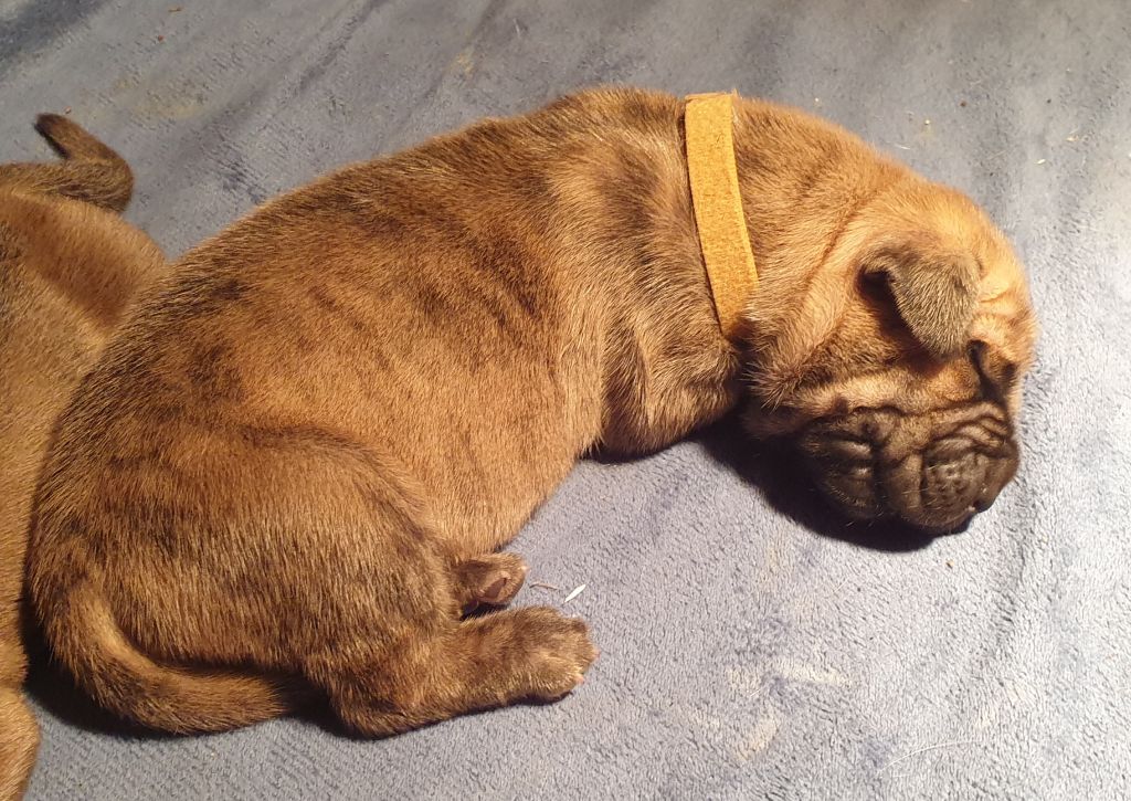 DE VALAVERGNY - Chiots disponibles - Dogue allemand