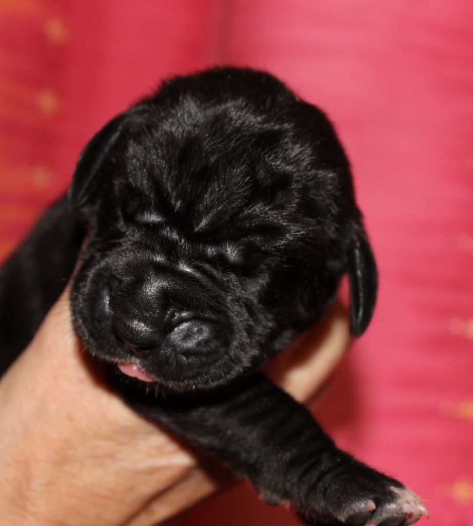 DE VALAVERGNY - Chiots disponibles - Dogue allemand