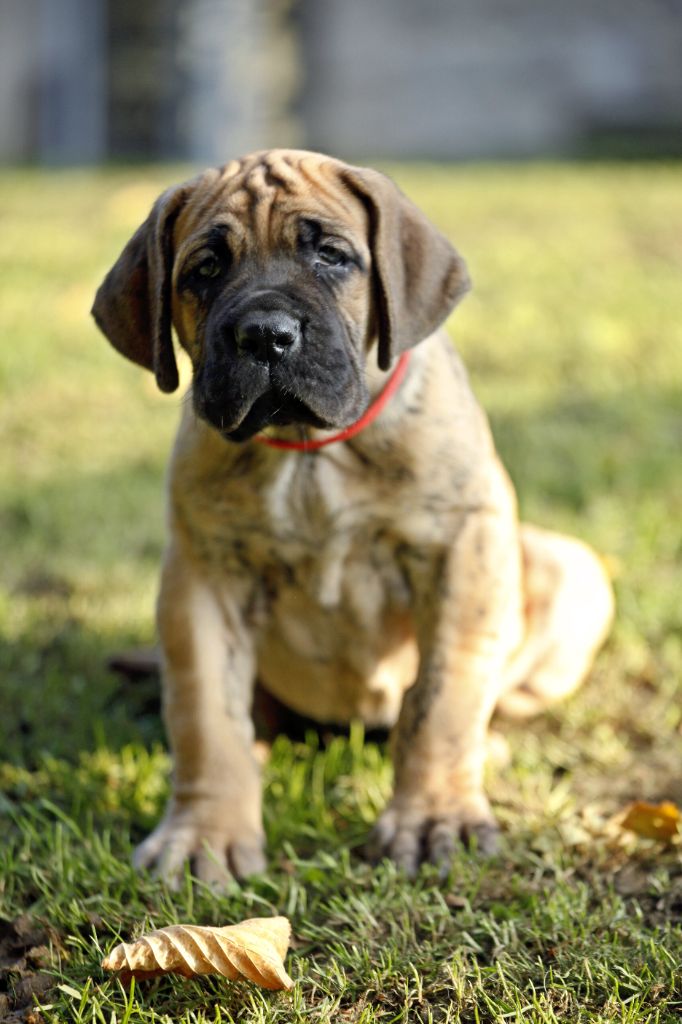 DE VALAVERGNY - Chiots disponibles - Dogue allemand