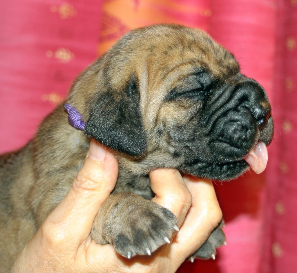 DE VALAVERGNY - Chiots disponibles - Dogue allemand