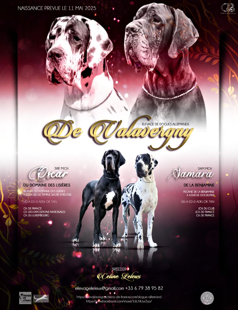 Chiot Dogue allemand DE VALAVERGNY