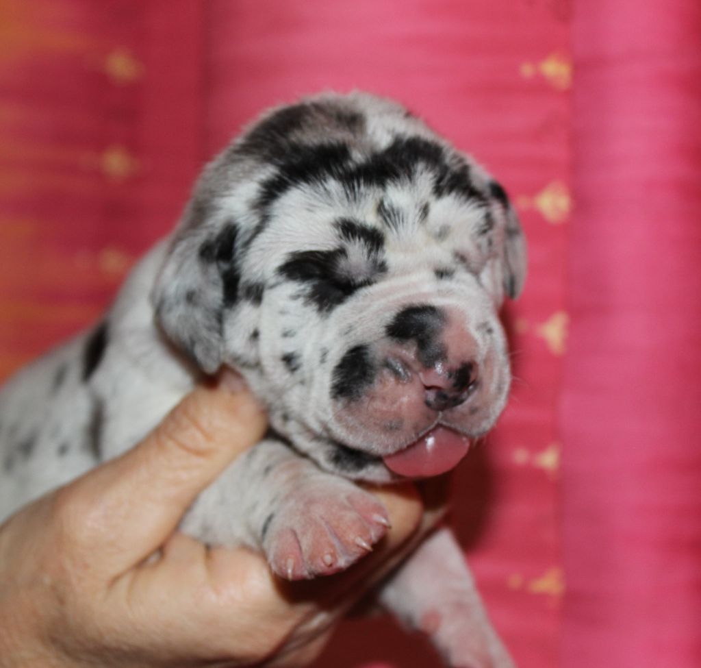 DE VALAVERGNY - Chiots disponibles - Dogue allemand