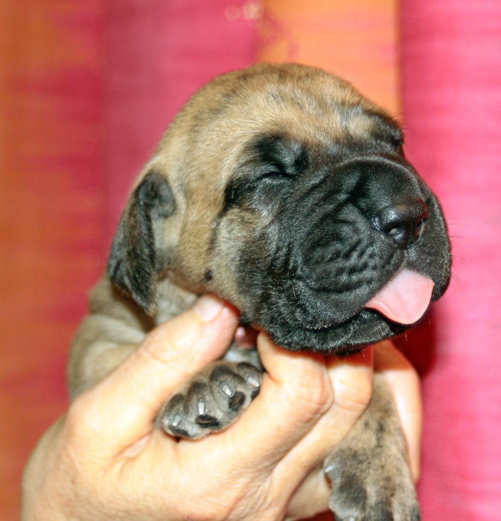 DE VALAVERGNY - Chiots disponibles - Dogue allemand